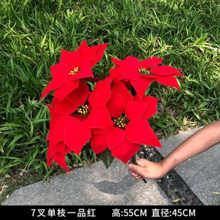 Hoa trạng nguyên