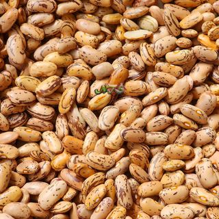 Đậu cúc pinto dành cho người ăn chạy, thực dưỡng, làm bột ngũ cốc
