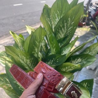 Dây lưng da cá sấu gù