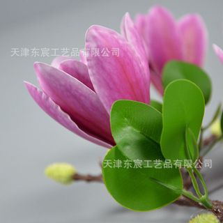 Hoa Mộc Lan nở nhỏ