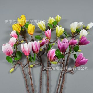 Hoa Mộc Lan nở nhỏ