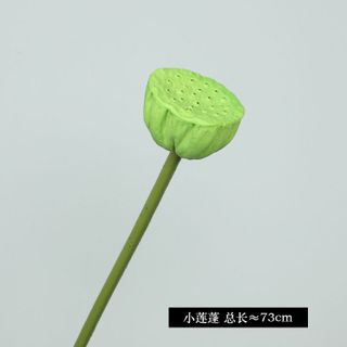 Bông sen các loại
