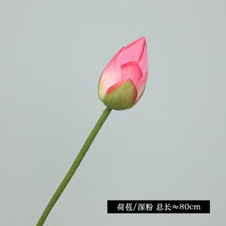 Bông sen các loại