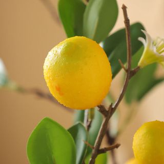 Cành chanh vàng cao cấp