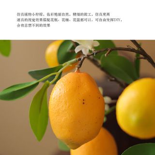 Cành chanh vàng cao cấp
