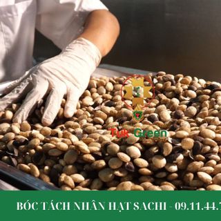 Dầu và Hạt Sachi Đắk Lắk - Nhà máy sản xuất số lượng lớn
