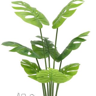 Cây Lưng Rùa Rep1;1 cao cấp
