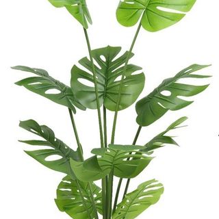 Cây Lưng Rùa Rep1;1 cao cấp