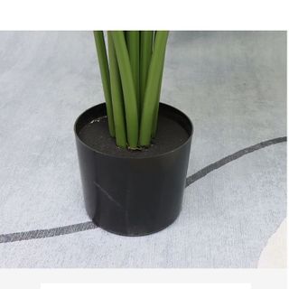 Cây Lưng Rùa Rep1;1 cao cấp