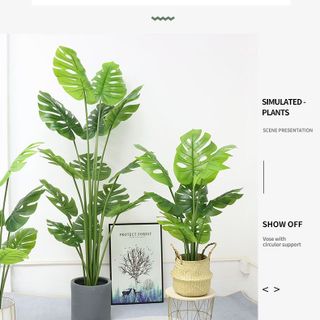 Cây Lưng Rùa Rep1;1 cao cấp