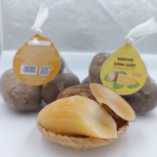 Khoai Sâm Đất Giá Sỉ - HẾT MÙA 2023