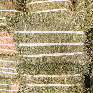 Cỏ khô Alfalfa dạng bánh