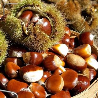 Hạt dẻ đặc sản Sapa