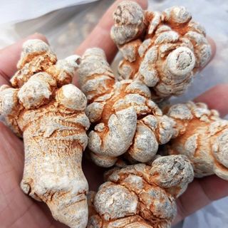 CỦ TAM THẤT BẮC