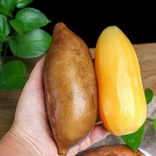 Khoai Sâm Đất Giá Sỉ - HẾT MÙA 2023