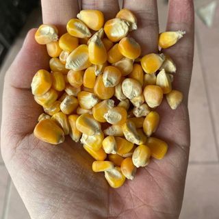 Ngô hạt vàng (Bắp hạt vàng) - Nguyên liệu thức ăn chăn nuôi giá sỉ