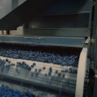 VIỆT QUẤT TƯƠI ĐÔNG LẠNH IQF