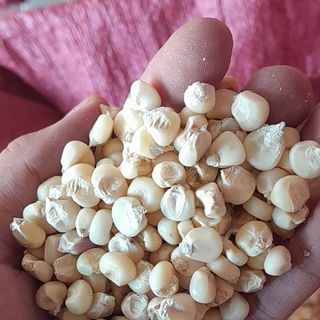 Bắp nếp trắng khô hạt