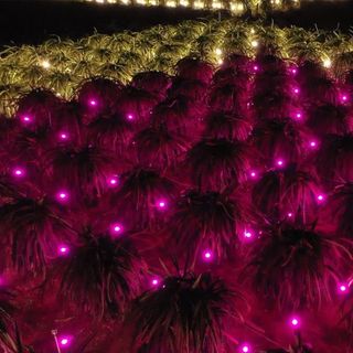 led màu hồng chuyên dụng cho thanh long