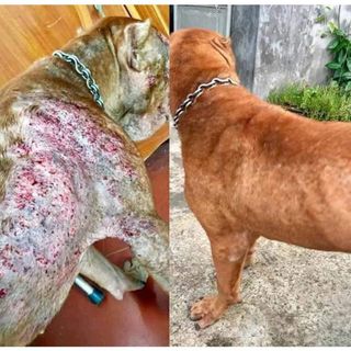 Thuốc trị ve rận bọ chét