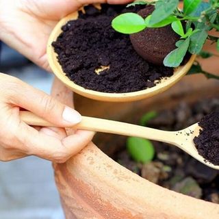 Bã cà phê sỉ sll