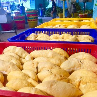 Cơm sầu riêng đông lạnh giá sỉ