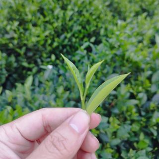 Trà búp thái nguyên