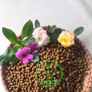 Gia Công Viên Cà Gai Leo Nguyên Chất(Gia công số lượng lớn có giá tốt hơn .Nhập từ 1 kg .bảng giá đang tính từ 1 kg )Bảng giá đang tính từ 1 kg