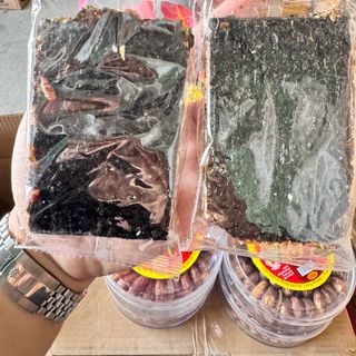 Rong biển kẹp hạt dinh dưỡng