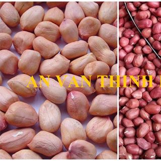 ĐẬU PHỤNG ĐÔNG LẠNH , ĐẬU PHỘNG ĐÔNG LẠNH , ĐẬU LẠC ĐÔNG LẠNH , ĐỘNG PHỤNG SẤY KHÔ, ĐẬU PHỘNG SẤY KHÔ, ĐẬU PHỤNG LUỘC, ĐẬU PHỘNG LUỘC, IQF PEANUT IQF, FROZEN PEANUT FROZEN , PEANUT DRY , FROZEN PEANUT BOILED TO EXPORT FROM AN VAN THINH FOOD COMPANY (AVTF / AVTFOOD)