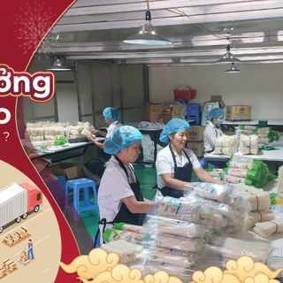 TÌM ĐẠI LÝ, NHÀ PHÂN PHỐI MIẾN DONG XUẤT KHẨU VIBECO