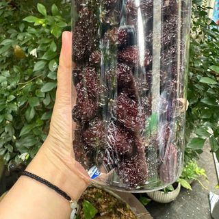 TÁO TÀU ĐEN SẤY KHÔ LOẠI NGON RẤT TỐT CHO SỨC KHỎE 500G - WINNIE HOUSE