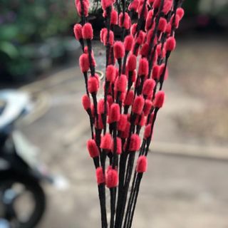 Nụ tầm xuân