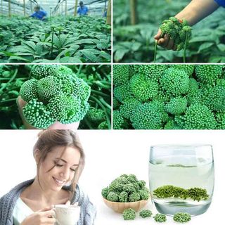 Nụ Hoa Tam Thất - Thảo Dược Quý Giúp Bảo Vệ Sức Khỏe!