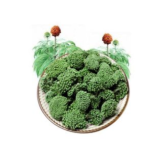 Nụ Hoa Tam Thất - Thảo Dược Quý Giúp Bảo Vệ Sức Khỏe!