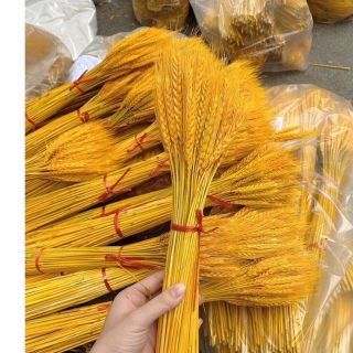 Bông Lúa Mạch Vàng Khô Đẹp Lung Linh Cho Gia Đình