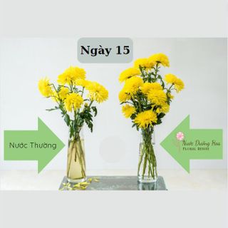 [50 gói] Nước dưỡng hoa Hana 10ml