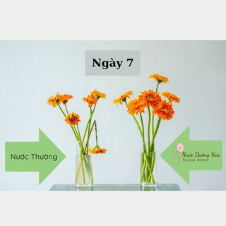 Thùng 50 Hộp Nước Dưỡng Hoa Hana 10ml (Loại 10 gói)