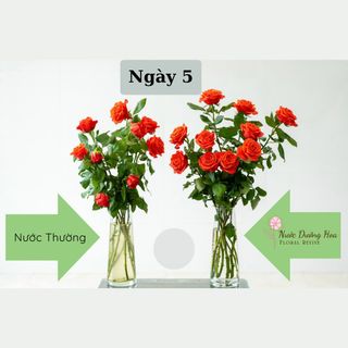 Thùng 100 Hộp Nước Dưỡng Hoa Hana 10ml (Loại 10 gói)