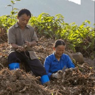 MIẾN DONG PHIA ĐÉN, ĐẶC SẢN CAO BẰNG, SỢI DAI GIÒN, CAM KẾT 100% KHÔNG HÓA CHẤT 1 KG CTB178 - BECHIP