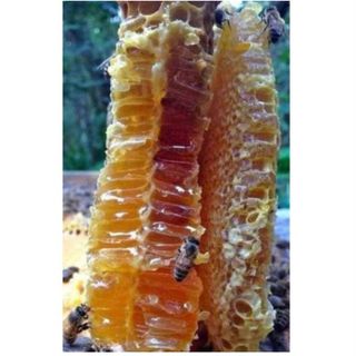 MẬT ONG HOA CÀ PHÊ ĐẮK LẮC NGUYÊN CHẤT 100% CHAI 1L CTB419 - BECHIP