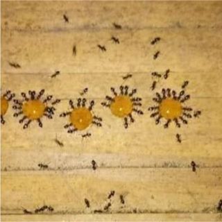 SET 5, 10 LỌ THUỐC DIỆT KIẾN GIÁN SINH HỌC HIỆU QUẢ - BECHIP