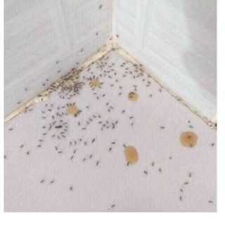 SET 5, 10 LỌ THUỐC DIỆT KIẾN GIÁN SINH HỌC HIỆU QUẢ - BECHIP