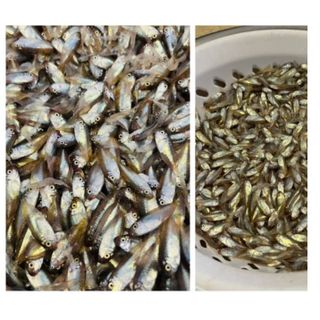 MẮM CÁ RÒ HUẾ VỊ NGON CHUẨN HUẾ HỦ 400G CTB381 - BECHIP
