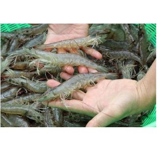 MẮM TÔM CHUA HUẾ, MẮM TÔM, TÔM CHUA HUẾ - VỊ NGON CHUẨN HUẾ HỦ 450g CTB380 - BECHIP