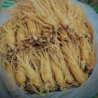 Nhân sâm Hàn Quốc