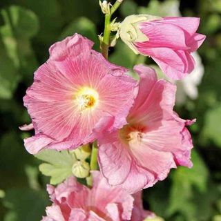 Hạt Giống Hoa Mãn Đình Hồng Đơn Mix Màu (50 HẠT/BAO)