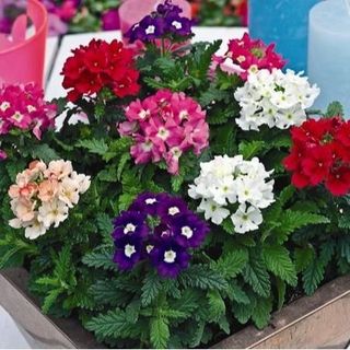 Hạt Giống Hoa Cúc Indo Mix Màu (Cúc Vân Anh): 100 HẠT/BAO