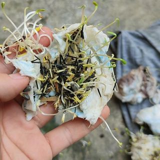 Hạt Giống Hoa Cúc Vạn Thọ Pháp (Vạn Thọ Ban Mai): 100 GRAM/BAO
