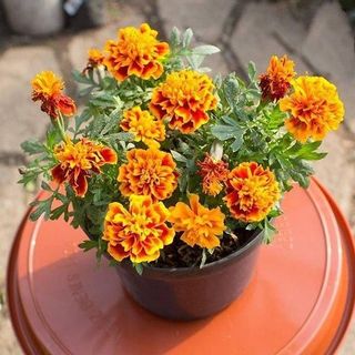Hạt Giống Hoa Cúc Vạn Thọ Pháp (Vạn Thọ Ban Mai): 100 GRAM/BAO